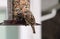 Gorgeous brown colorful bird eating seeds from a bird seed feeder during summer in Michigan