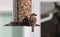 Gorgeous brown colorful bird eating seeds from a bird seed feeder during summer in Michigan