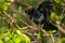 A gorgeous Brown-Headed Cowbird