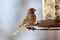 Gorgeous brown red colorful bird eating seeds from a bird seed feeder during summer in Michigan