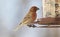 Gorgeous brown red colorful bird eating seeds from a bird seed feeder during summer in Michigan