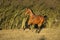 Gorgeous brown warmblood running in the evening