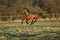 Gorgeous brown warmblood running in the evening