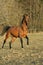 Gorgeous brown warmblood running in the evening