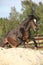 Gorgeous brown welsh cob jumping