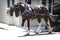 Gorgeous brown and white horse pulling carriage in Charleston, South Carolina.