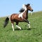 Gorgeous brown and white stallion of paint horse running