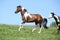 Gorgeous brown and white stallion of paint horse running