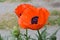 Gorgeous Budding and Blooming Oriental Poppies in a Garden