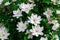 Gorgeous bush clematis with large bright white flowers