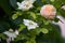 Gorgeous bush with delicate flowers of roses