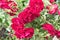 Gorgeous bush of red roses close-up in sunlight.