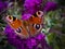 Gorgeous butterfly with patterned orange and black wings standing on beautiful purple flowers