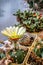 Gorgeous cactus blossom. Big yellow Astrophytum flower in the greenhouse. Blooming two tone sweet flower.