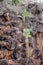 Gorgeous cactus tree located in the lava rocks close to las grietas turistic place in Galapagos island