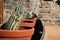 Gorgeous cactus in winery court in San Antonio de las Minas, Baja california, Mexico