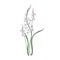 Gorgeous camas or quamash flowers isolated on white background. Elegant natural drawing of wild edible perennial
