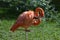 Gorgeous Carribean Flamingo Balancing