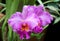 Gorgeous Cattleya Orchids Blooming in the Garden