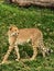 Gorgeous cheetah walking looking back