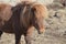 Gorgeous Chestnut Icelandic Horse