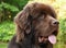 Gorgeous Chocolate Brown Newfoundland Dog with his Tongue Out