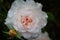 Gorgeous close-up of a blooming light pink rose with small rosebud next to it