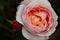 Gorgeous close-up of a blooming pink and creamsicle rose with small rosebud next to it