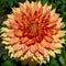 Gorgeous close-up of dahlia flower photographed in Piedmont