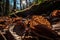 gorgeous close-up of fallen leaves, with the sun shining through them