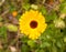 A gorgeous close up of a golden wild yellow gerbera outside on t