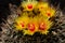 Gorgeous close-up of a gouping of flowers on a Ferocactus Histrix Cactus- or barrel cactus