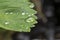 Gorgeous close up macro view of green strawberry leaf with raindrops. Beautiful green natutre backgrounds