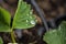 Gorgeous close up macro view of green strawberry leaf with raindrops. Beautiful green natutre backgrounds