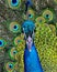 Gorgeous close-up of a Peacock with tail feathers spread