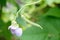 gorgeous close-up view of the beans and its flower