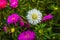 Gorgeous close up view of pink and white aster flower isolated on green background.