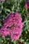 Gorgeous Cluster of Flowering Pink Phlox Flwoers