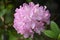 Gorgeous Cluster of Pink Rhododendron Blossoms in Bloom