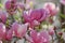 Gorgeous Collage of Flowering Pink Magnolia Blossoms