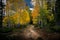 Gorgeous colored leaves on a path in a beautiful forest