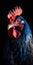 gorgeous colorful rooster close portrait on black background, neural network generated photorealistic image
