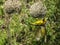 A gorgeous colorful weaver at her nest