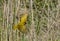 A gorgeous colorful weaver at her nest