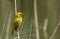 A gorgeous colorful weaver perched