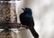 Gorgeous Common grackle colorful bird eating seeds from a bird seed feeder during summer in Michigan