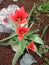 Gorgeous coral tulips with green foliage