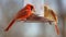 Gorgeous Couple of Red northern cardinal colorful bird eating seeds from a bird seed feeder during summer in Michigan