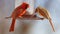 Gorgeous Couple of Red northern cardinal colorful bird eating seeds from a bird seed feeder during summer in Michigan