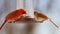 Gorgeous Couple of Red northern cardinal colorful bird eating seeds from a bird seed feeder during summer in Michigan